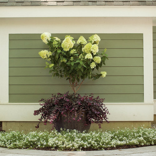 Jazz Hands Variegated Loropetalum