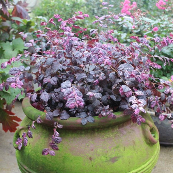 Jazz Hands Variegated Loropetalum