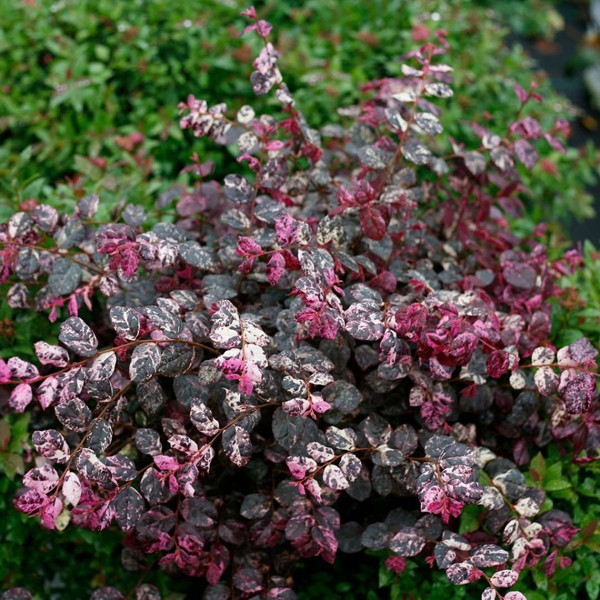 Jazz Hands Variegated Loropetalum