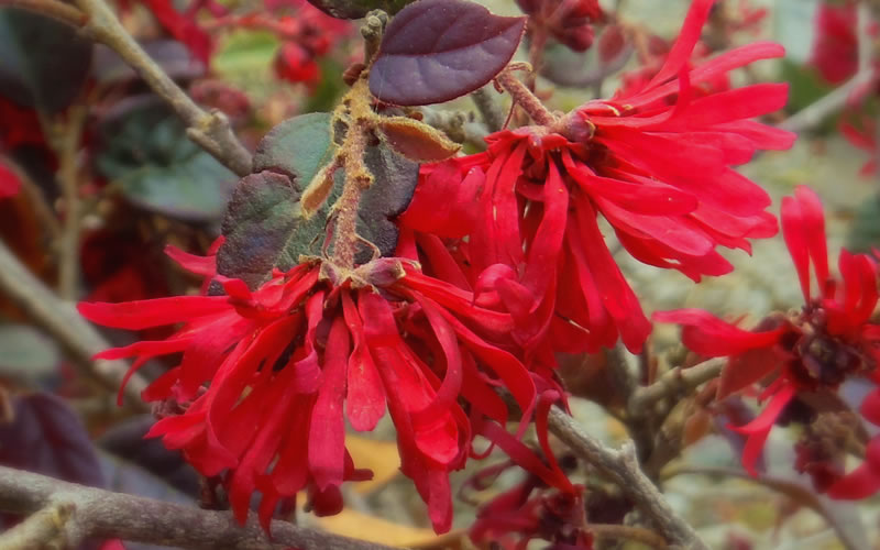 Ever Red Loropetalum