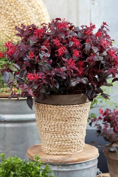 Ever Red Loropetalum