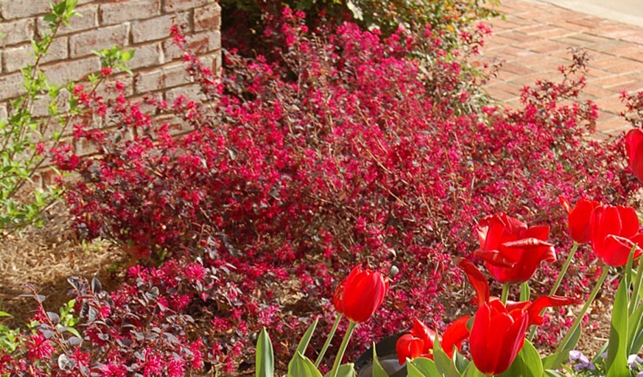 Ever Red Loropetalum