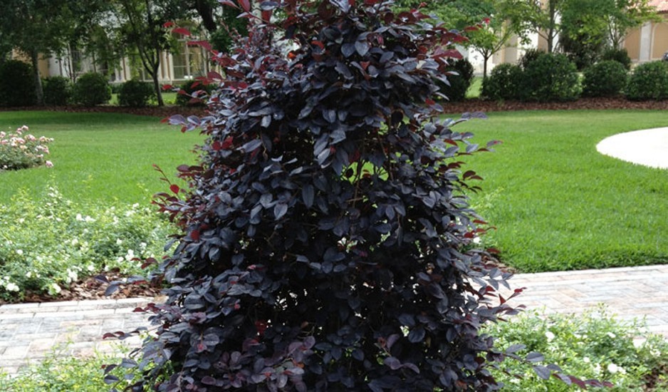 Ever Red Loropetalum
