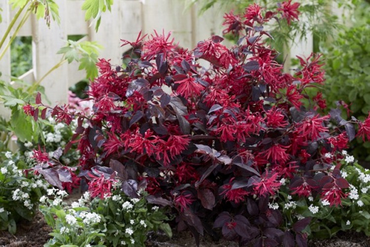 Ever Red Loropetalum
