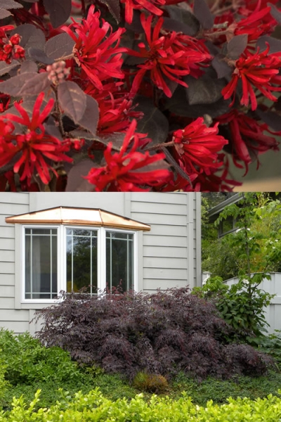 Ever Red Loropetalum