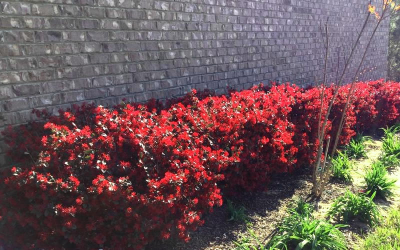 Ever Red Loropetalum