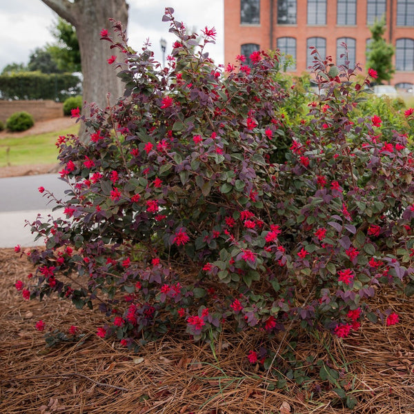 Ever Red Loropetalum