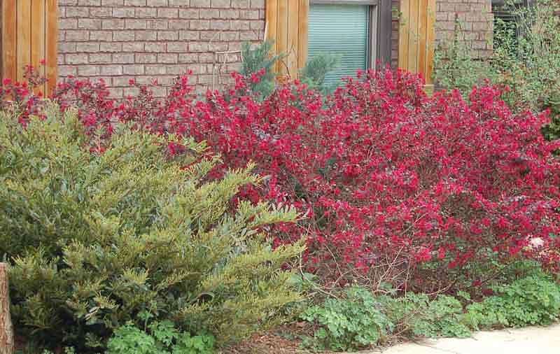 Ever Red Loropetalum