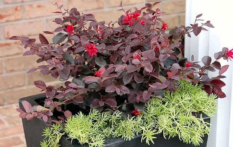 Ever Red Loropetalum
