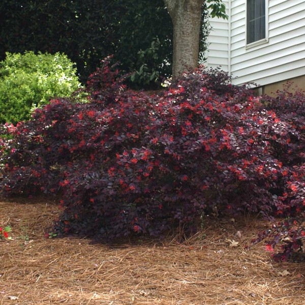 Ever Red Loropetalum