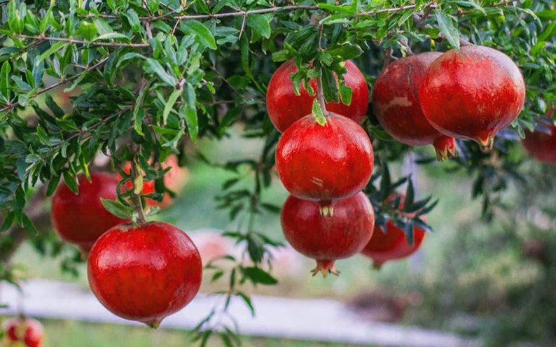 Russian 26 Cold Hardy Pomegranate