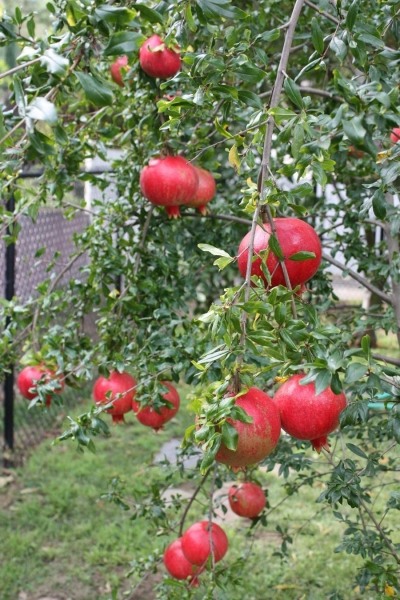 Russian 26 Cold Hardy Pomegranate