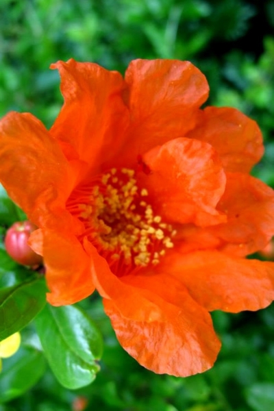 Russian 26 Cold Hardy Pomegranate