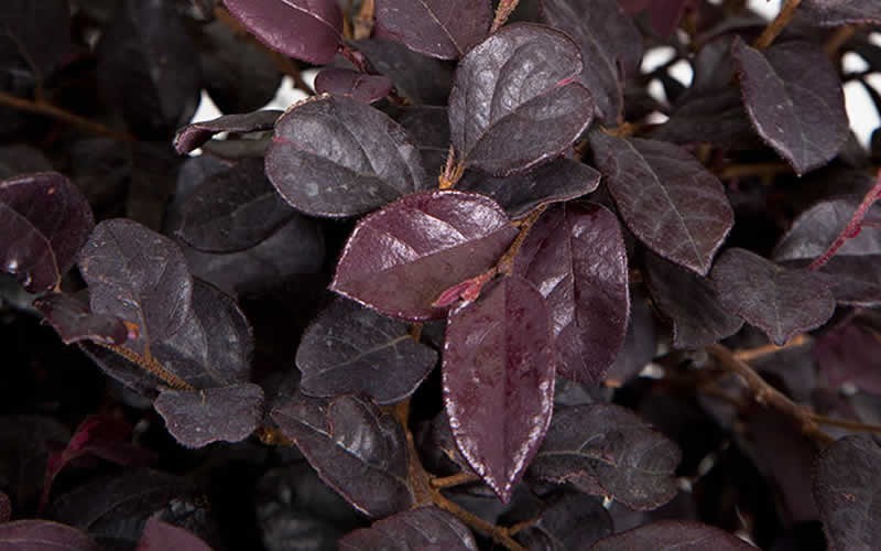 Red Diamond Loropetalum