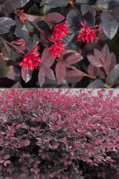 Red Diamond Loropetalum