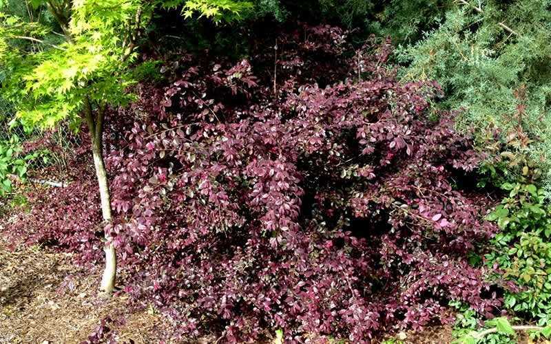 Red Diamond Loropetalum