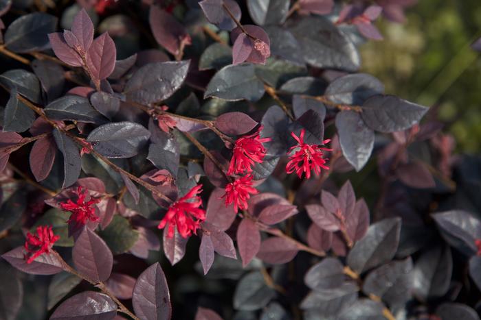 Red Diamond Loropetalum