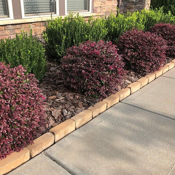 Red Diamond Loropetalum