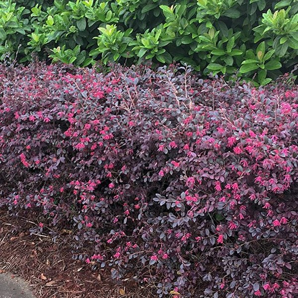 Red Diamond Loropetalum