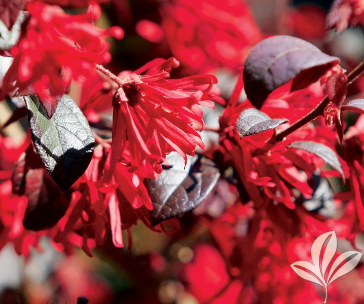 Red Diamond Loropetalum