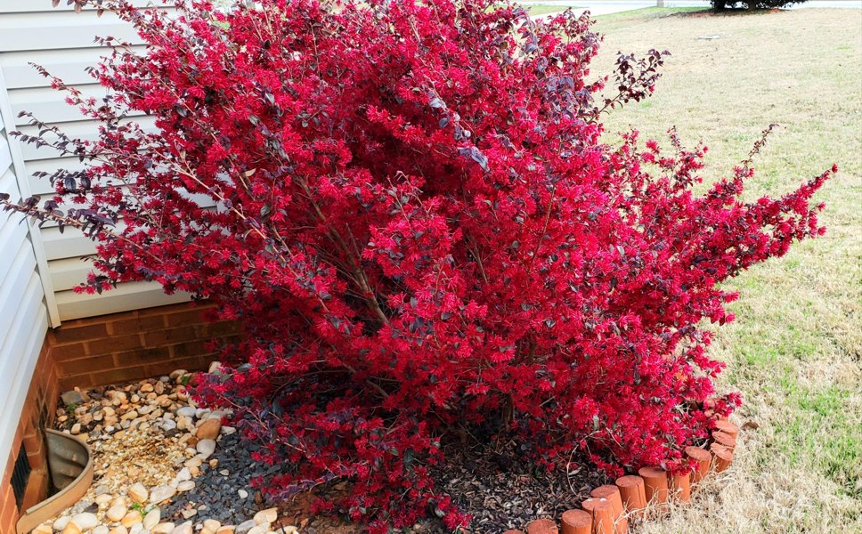 Red Diamond Loropetalum