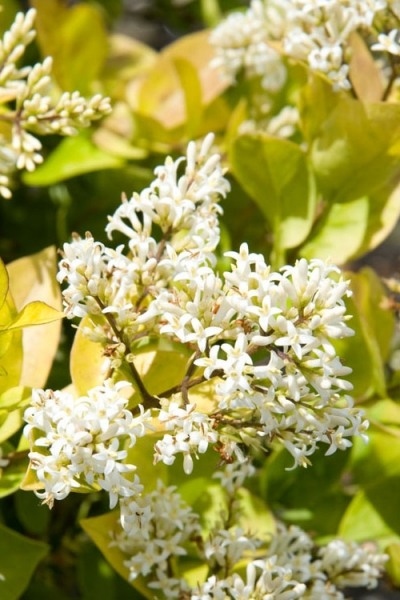 Howardi Golden Ligustrum