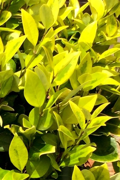 Howardi Golden Ligustrum