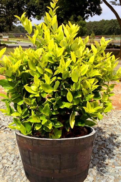 Howardi Golden Ligustrum