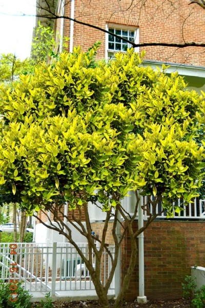 Howardi Golden Ligustrum