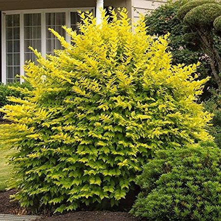 Howardi Golden Ligustrum