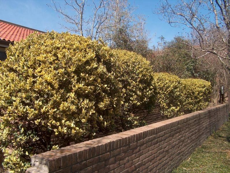 Howardi Golden Ligustrum