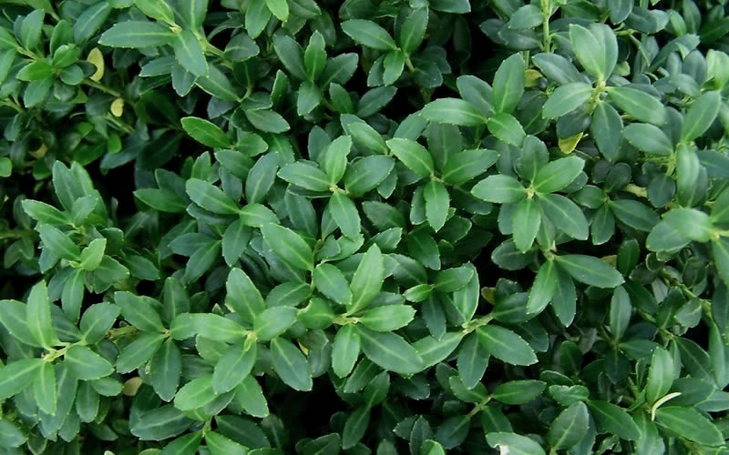 Soft Touch Japanese Holly