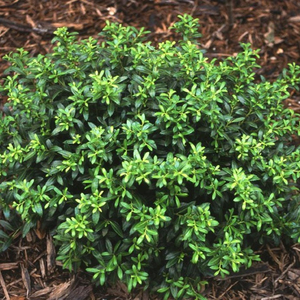 Soft Touch Japanese Holly