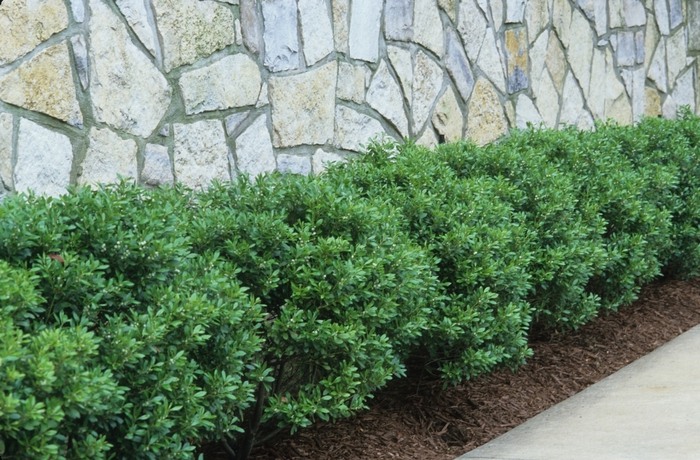 Soft Touch Japanese Holly