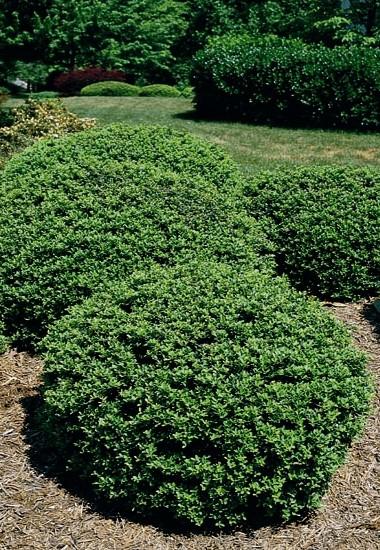 Soft Touch Japanese Holly