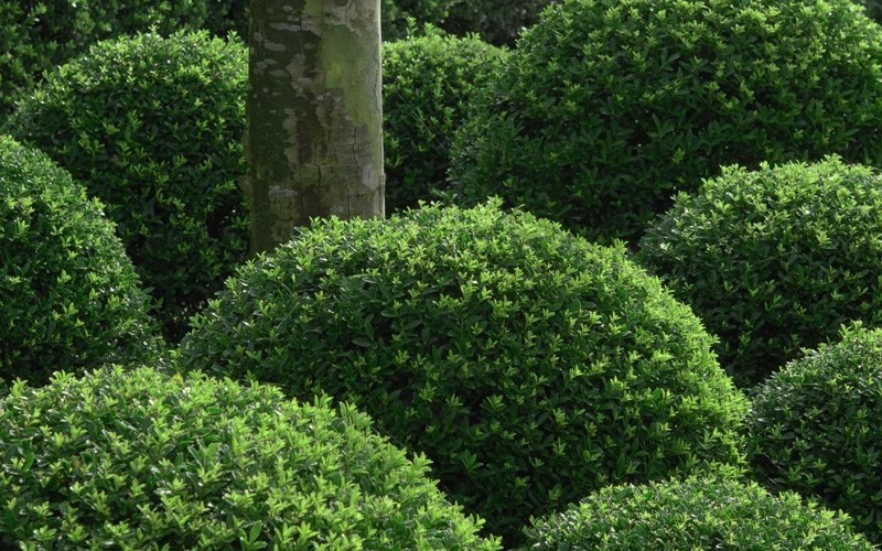 Soft Touch Japanese Holly