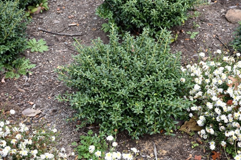 Soft Touch Japanese Holly
