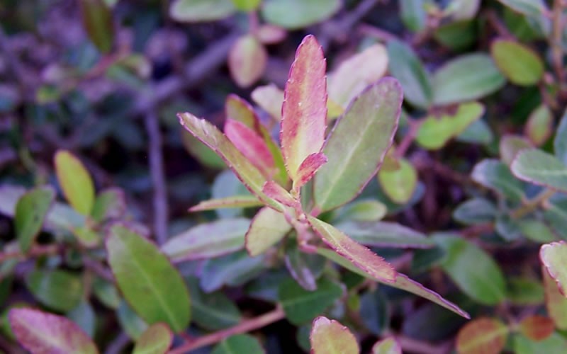 Bordeaux Dwarf Yaupon Holly
