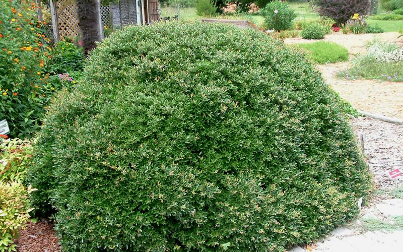 Bordeaux Dwarf Yaupon Holly