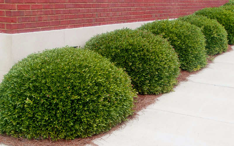 Bordeaux Dwarf Yaupon Holly
