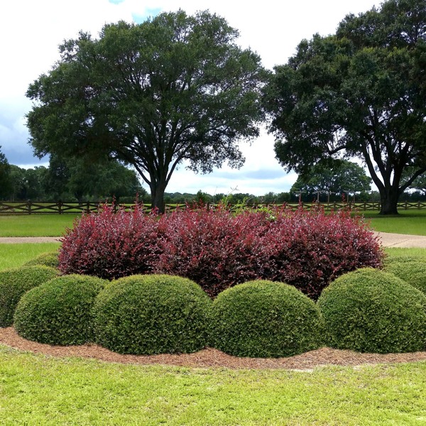 Bordeaux Dwarf Yaupon Holly