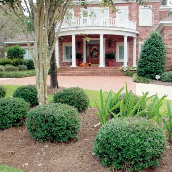 Bordeaux Dwarf Yaupon Holly