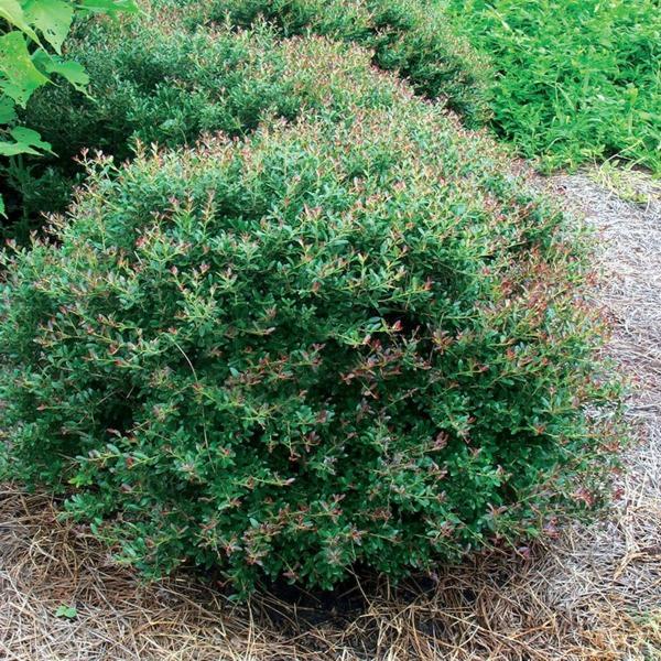 Bordeaux Dwarf Yaupon Holly