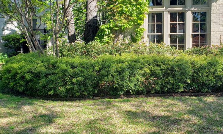 Bordeaux Dwarf Yaupon Holly