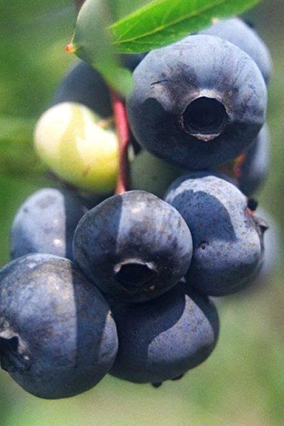 Titan Blueberry
