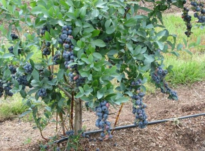 Titan Blueberry