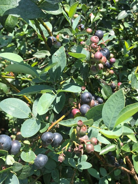 Titan Blueberry