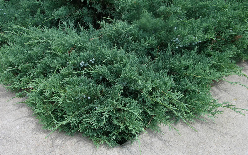 Blue Sargent Juniper