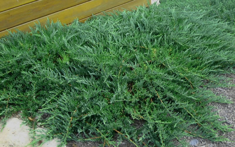 Blue Sargent Juniper
