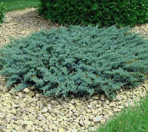 Blue Sargent Juniper